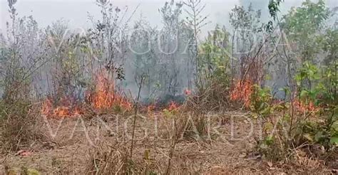 Fuerte Incendio Pastizal En Localidad De Naranjos