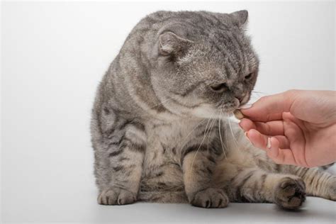 Prednisone / Prednisolone For Cats - Dosage and Side Effects