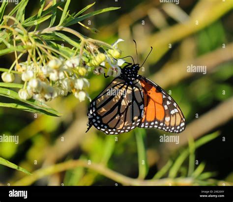 A Monarch Butterfly Danaus Plexippus Feeding On African Milkweed In