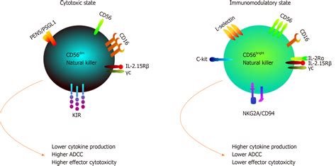 Why Natural Killer Cells In Triple Negative Breast Cancer