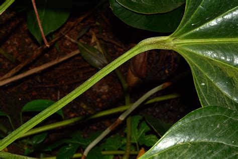 Anthurium Ovatifolium