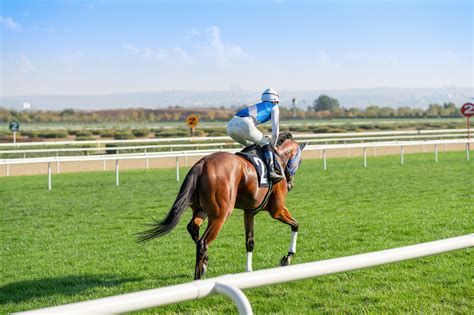 Thoroughbred Horse Breed: Characteristics, Health & Nutrition Guide ...