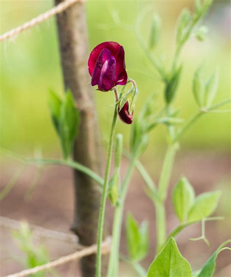 How to sow sweet peas indoors – and why you should start them now ...