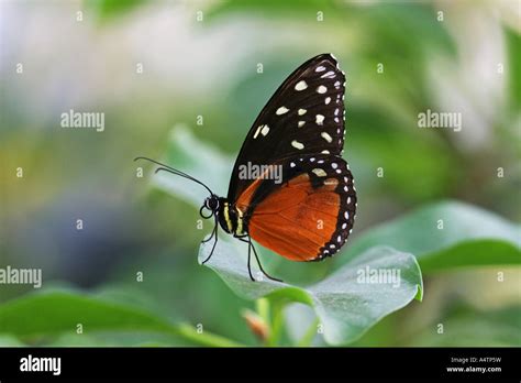 Tiger Longwing Heliconius Hecale Stock Photo Alamy