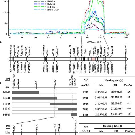 Remapped QHd Cau 7D 1 Used Saturated Genetic Linkage Map A QTL Mapping