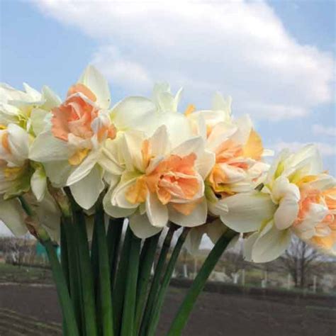 Луковицы нарциссов Рози Клауд (Rosy Cloud) купить в Украине | Веснодар