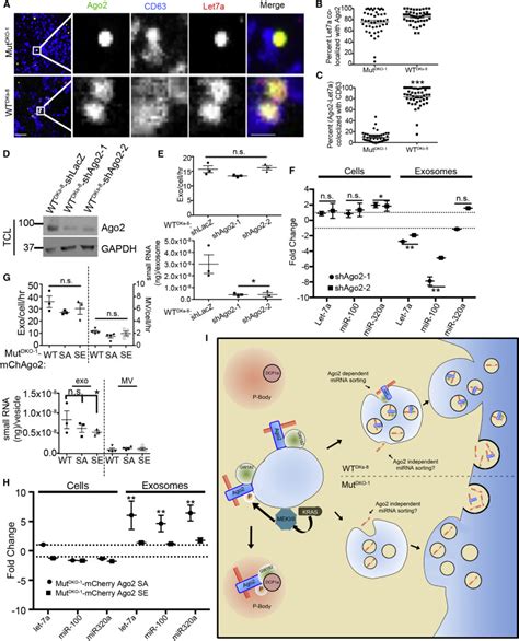 Ago2 Regulates Mirna Secretion Into Exosomes Download Scientific Diagram