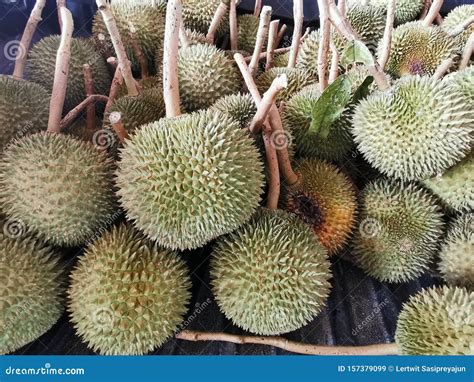 Most Popular Tropical Fruit Durian Stock Image Image Of Gourmet