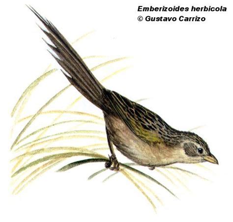 Argentina Nativa Coludo Grande Emberizoides Herbicola