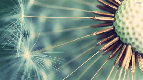 Closeup Photography Of Dandelion Seeds Flowers Dandelion Macro