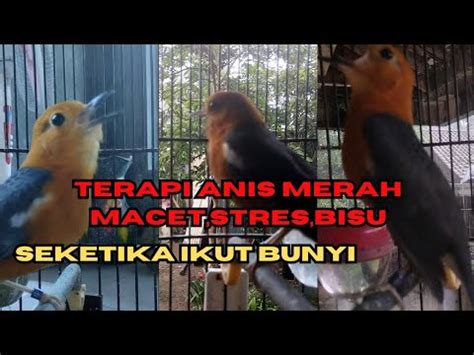 Pancingan Paling Pas Buat Anis Merah Macet Total Jitu Youtube