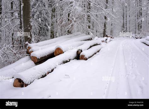 Silviculture Forestry Hi Res Stock Photography And Images Alamy