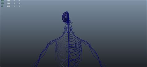 Nervous System 3d Model 149 Ma Obj Free3d