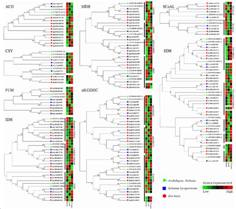 Phylogeny And Expression Analysis Of The Tca Cycle Genes Among Maize