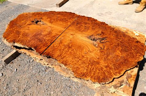 English Brown Oak Burl 2134 3 4 Talarico Hardwoods