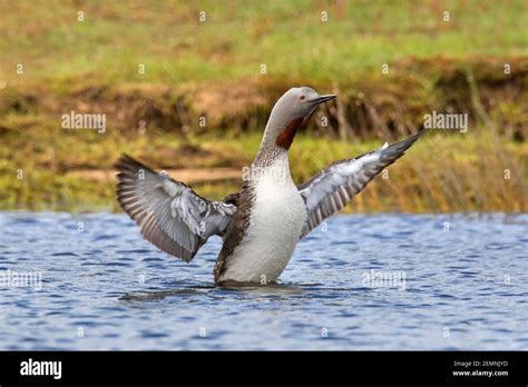 Red-throated loon / red-throated diver (Gavia stellata) in breeding ...