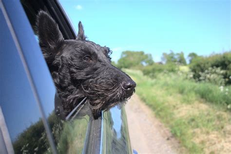 Dog Car Window Free Photo On Pixabay
