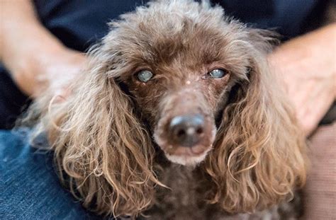 Staar Bij Honden Bril Op Je Hoofd
