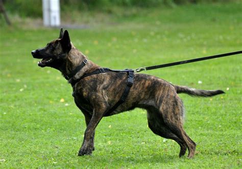 Dutch Shepherd Dog Info Temperament Puppies Training Pictures