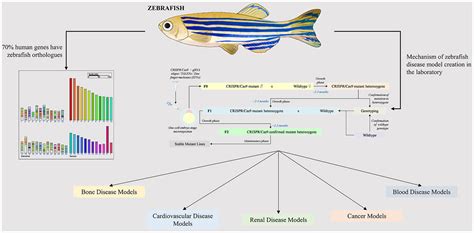 Effectiveness Of Zebrafish Models In Understanding Human Diseases—a