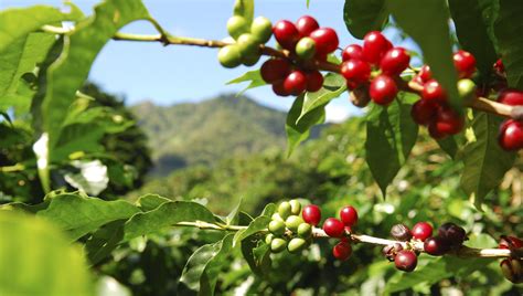 Exploring The World Of Specialty Coffee Beans