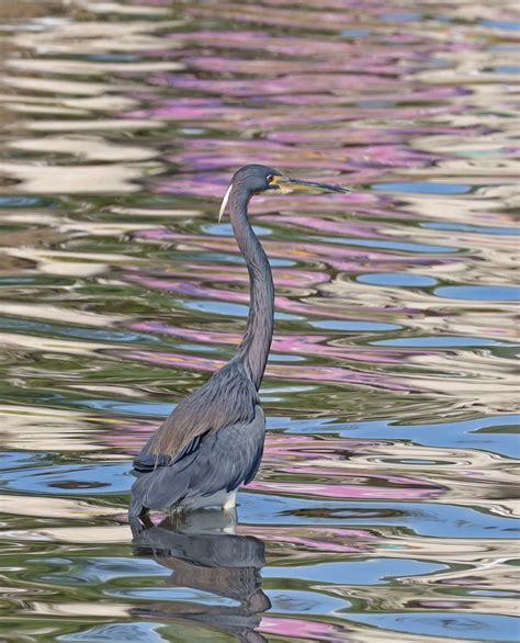 Tricolored Heron City Park New Orleans Dan Mooney Flickr