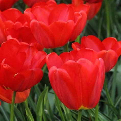 Tulipa 'Parade' - buy plants at Coolplants