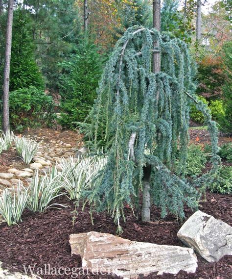 Weeping Blue Atlas Cedar With Variegated Irises Along Newly Installed