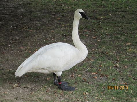 Whooper Swan Swans Water Free Photo On Pixabay Pixabay