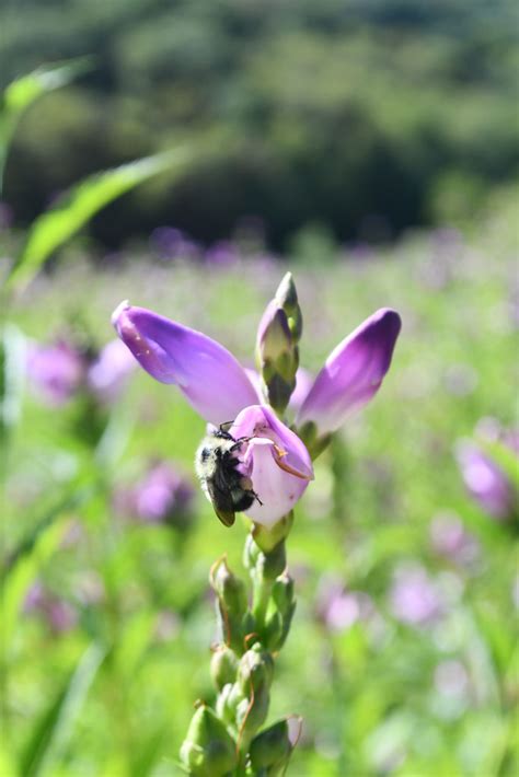 Chelone Obliqua Pink Turtlehead Prairie Moon Nursery