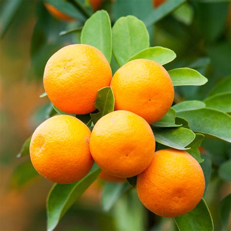 Brown Select Satsuma Satsuma Brown Select Tree