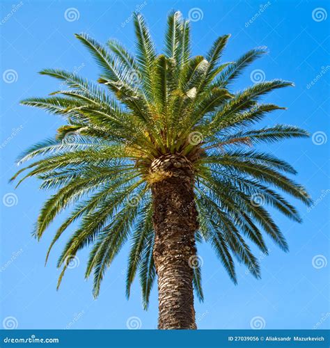 Green Palm Tree Stock Photo Image Of Background Large 27039056