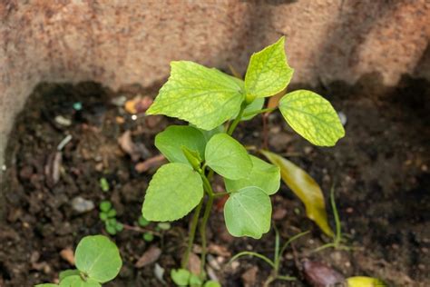 C Mo Germinar Semillas De Calas Huerto En Casa