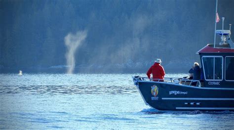 Campbell River Grizzly Bear Watching Tour Met Lunch Getyourguide