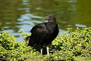 Urubu Preto Coragyps Atratus Wikiaves A Enciclop Dia Das Aves Do