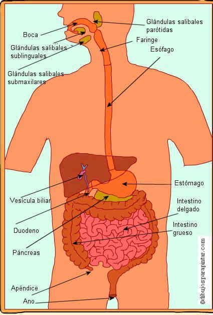 Diagrama De Digesti N De Alimentos