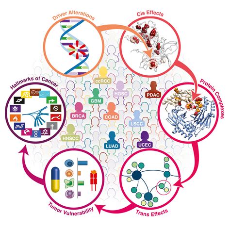 Pan Cancer Proteogenomics Connects Oncogenic Drivers To Functional