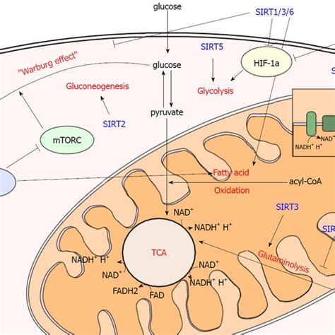 Localization And Catalytic Activity Of Mammalian Sirtuin Isoforms