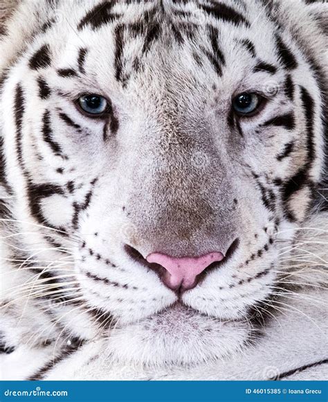 White Tiger Tumblr Blue Eyes