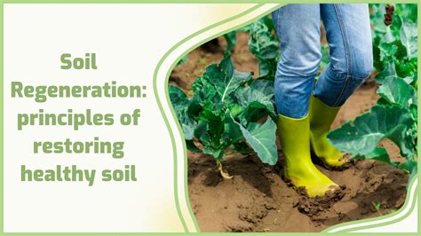 Soil Regeneration Principles Of Restoring Healthy Soil