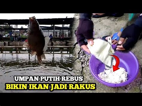 TANGGUH DI SEGALA MEDANUMPAN PUTIH REBUS BIKIN IKAN JADI RAKUS