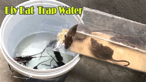 Mouse Trap Water 🐀 13 Mice In Trapped A Day 🐭 Mouse Rat Trap 👍 How To