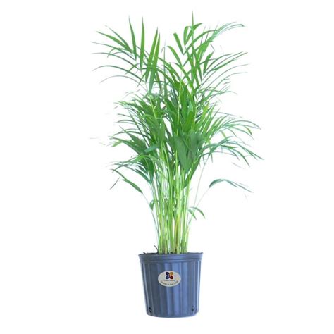 United Nursery Areca Palm Tree Live Outdoor Indoor Plant Butterfly Palm Tree 925 Inch Grower