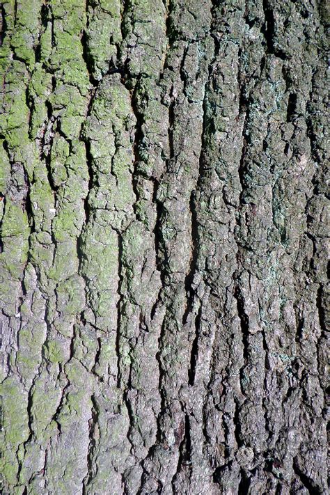 Free photo: Oak bark texture - Bark, English, Oak - Free Download - Jooinn