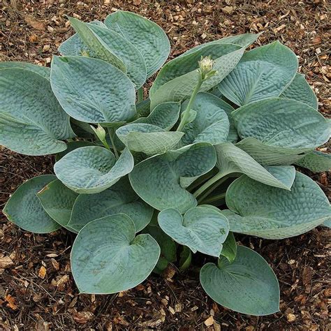 Hosta Large Leaf Big Daddy 2 Bare Roots Longfield Gardens