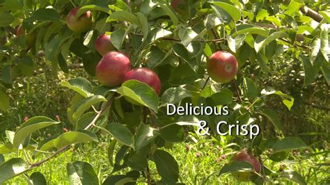 Atkins Farms Amherst Ma Apples Youtube