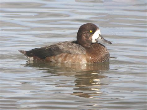 Bob Hazell On Twitter Today S Sightings STWDraycote Scaup 2 Grey