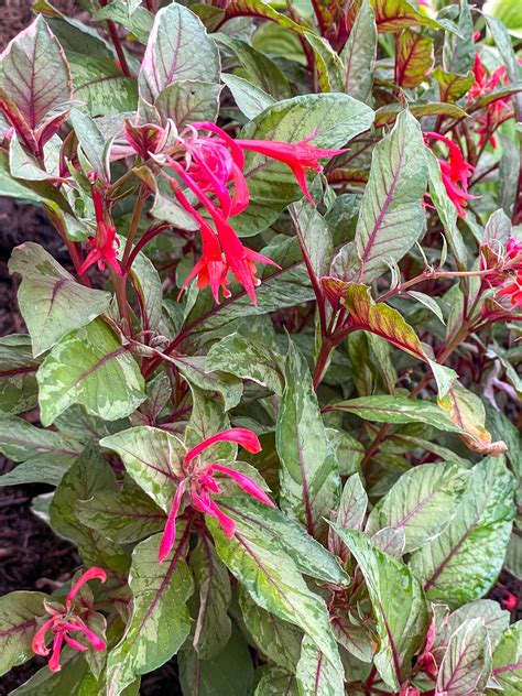 How To Grow And Care For Fuchsia Plants Growhappierplants