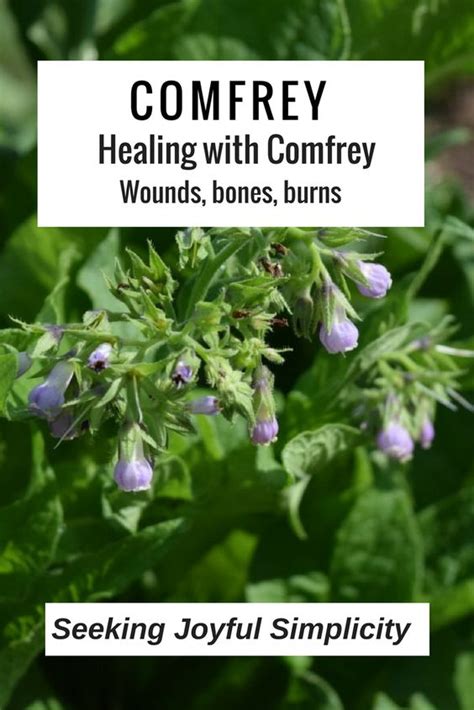 Medicinal Plants For Bone Fracture