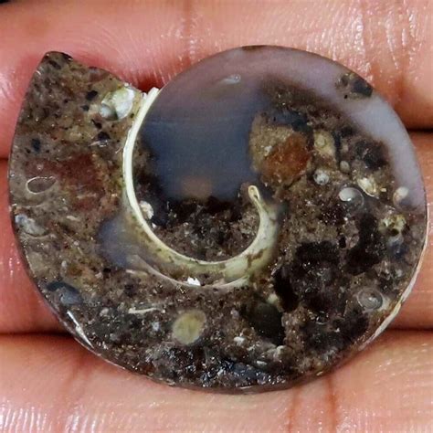 X X Mm Cts Natural Fossil Snail Druzy Fancy Cabochon Loose